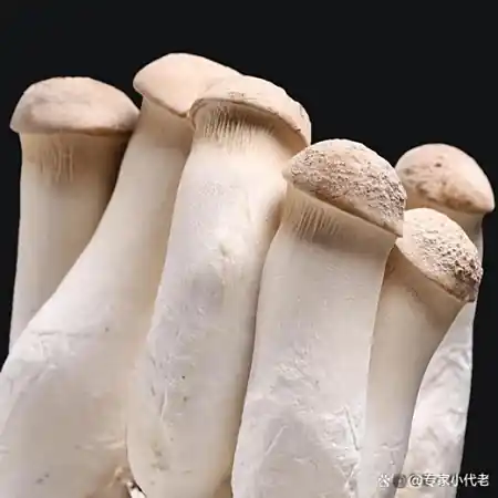 我国最好吃的五大蘑菇,你吃过几个,第一二名以鹿茸和珍珠命名 2 我国最好吃的五大蘑菇,你吃过几个,第一二名以鹿茸和珍珠命名 2